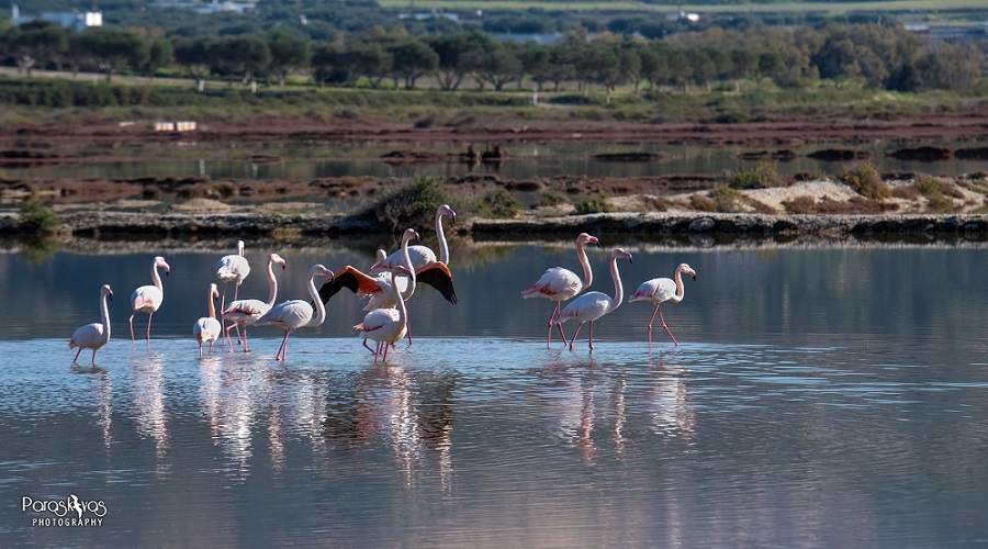 flamingo milos paraskeyas2020a